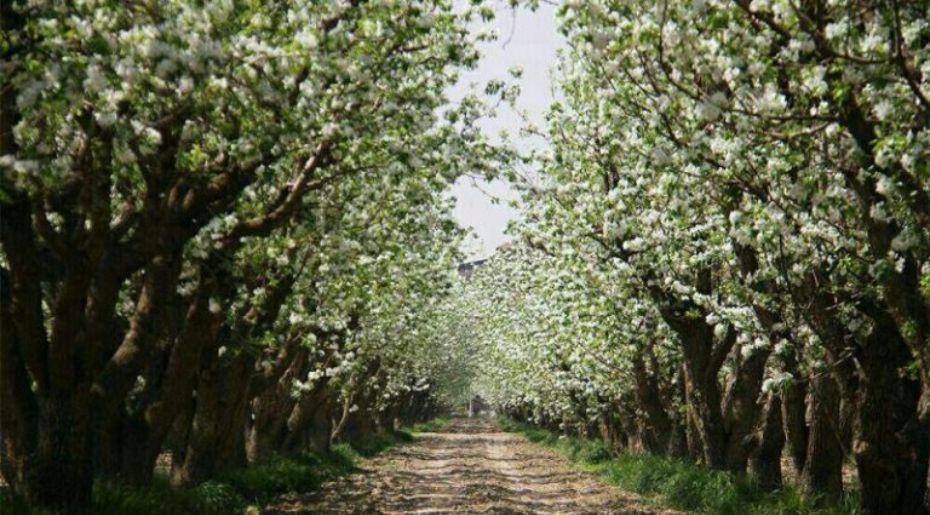 باغ‌های سیب مهرشهر